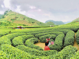 ăn chơi gì ở Mộc Châu