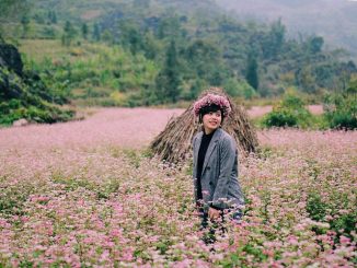 mùa tam giác mạch Hà Giang tháng mấy